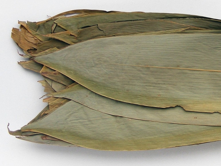 Bambú disecado
