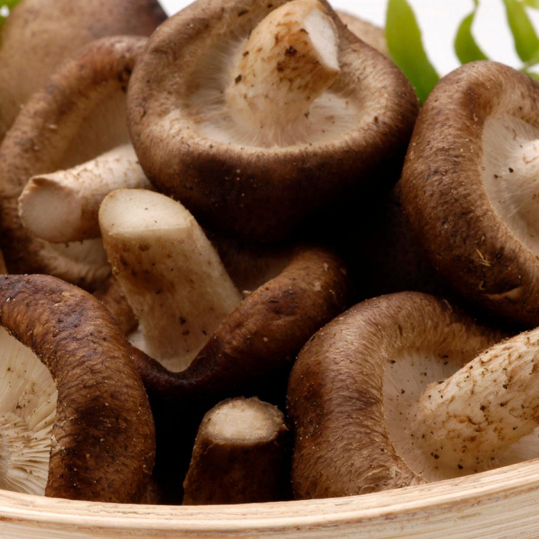 Hongos shitake